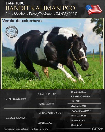 1000 – BANDIT KALIMAN PCO – Collection Horse Sale