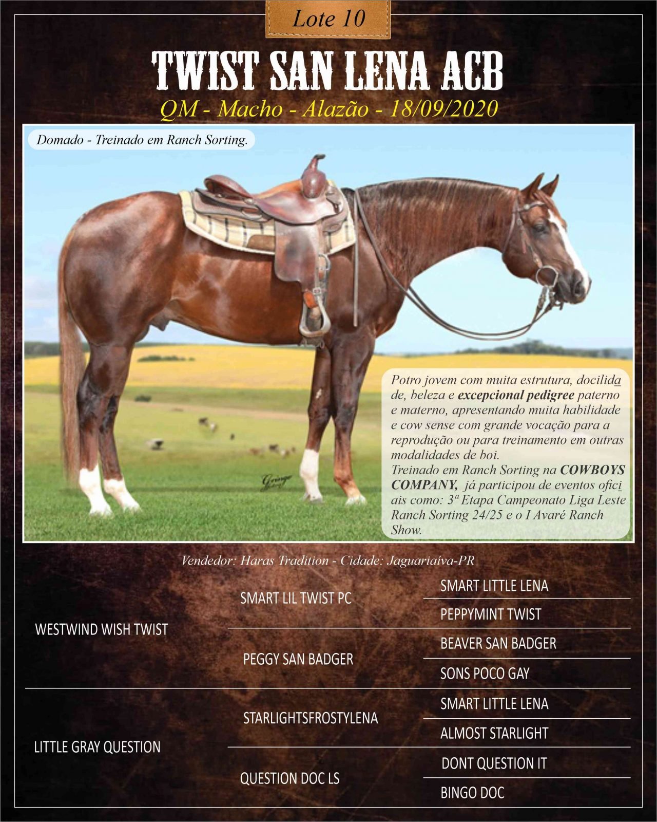 10 – TWIST SAN LENA ACB – Collection Horse Sale